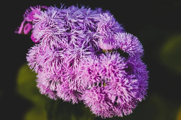 Eine Nahaufnahme Der Zahnseidenblumen Vor Dem Verschwommenen Hintergrund — Stockfoto