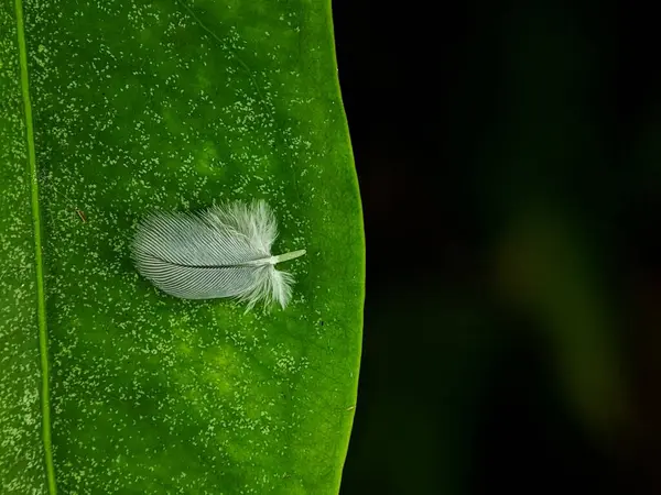 Closeup Shot Small White Feather Green Leaf Surface — Stock Photo, Image