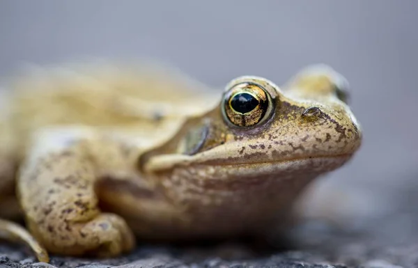 Closeup Shot Frog — Stock Photo, Image