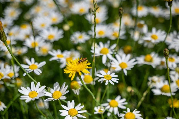 Kwiat Mniszka Lekarskiego Trzmielem Zbierającym Pyłek Nim Kwitnął Stokrotnym Polu — Zdjęcie stockowe