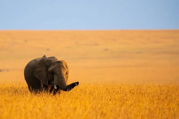 Altın Saat Boyunca Altın Tarlada Bir Afrika Filinin Manzarası — Stok fotoğraf