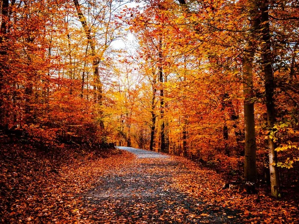 Krásná Podzimní Scéna Lesní Pěší Stezkou Pokrytou Podzimním Spadaným Listím — Stock fotografie