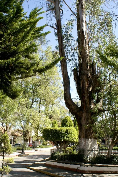 Piękny Widok Drzewa Villa Del Carbon Meksyk — Zdjęcie stockowe