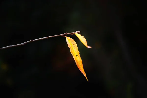 Close Galho Árvore Com Folhas Outono — Fotografia de Stock