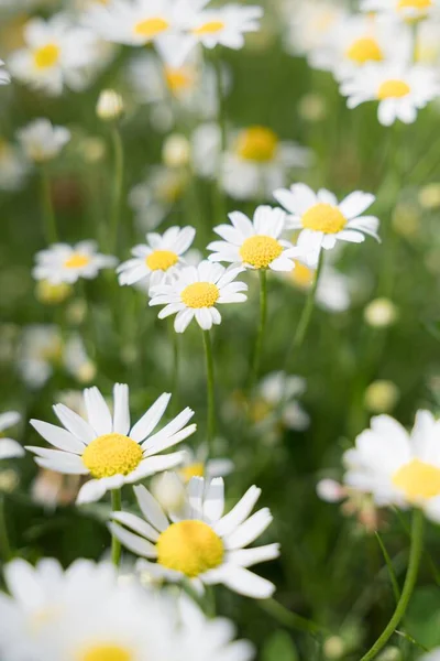 Vertical Shot Daisies Selective Focus Green Field Suitable Phone Wallpapers — Stock Photo, Image