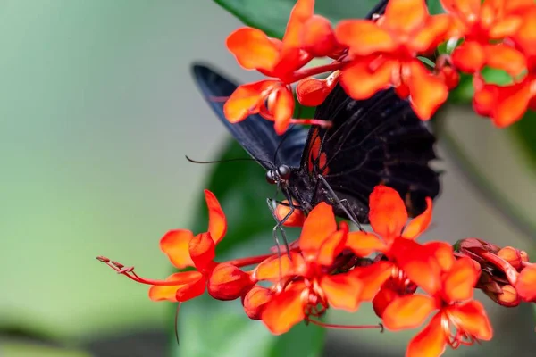 Clerodendrum Specosissimum Üzerinde Kırmızı Bir Mormon Papilio Rumanzovia Yakın Plan — Stok fotoğraf
