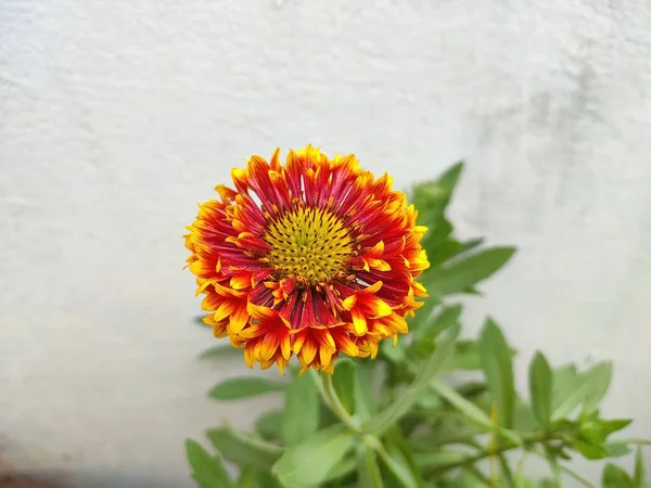 Yakın Görüş Güzel Gaillardia Çiçeğinin Seçici Odak Noktası Bir Bitki — Stok fotoğraf