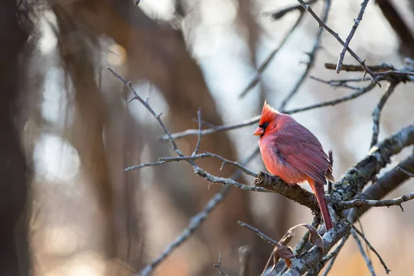 Eine Selektive Fokusaufnahme Eines Männlichen Nördlichen Kardinalvogels Auf Einem Kahlen — Stockfoto