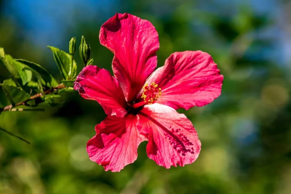 Detailní Záběr Rozkvetlé Růžové Květy Ibišku — Stock fotografie