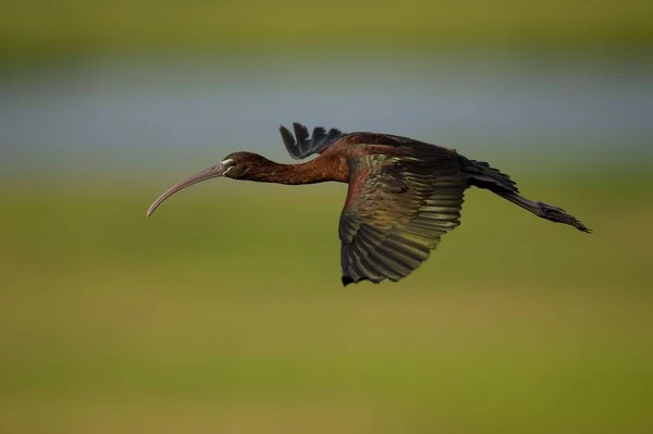 Ibis Brillante Volando Aire Sobre Fondo Borroso Del Campo Verde — Foto de Stock