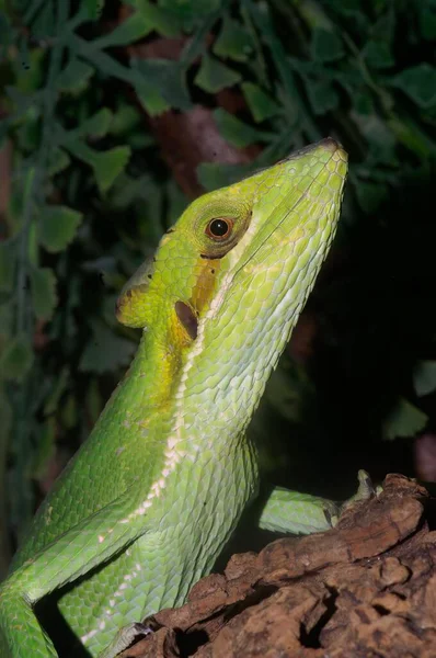 Zbliżenie Strzał Głowy Kolorowe Zielone Ząbkowane Casquehead Iguana Przeciwko Zielonych — Zdjęcie stockowe