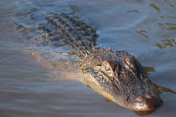 Primo Piano Alligatore Americano Che Nuota Furtivamente Lago Guardandosi Intorno — Foto Stock