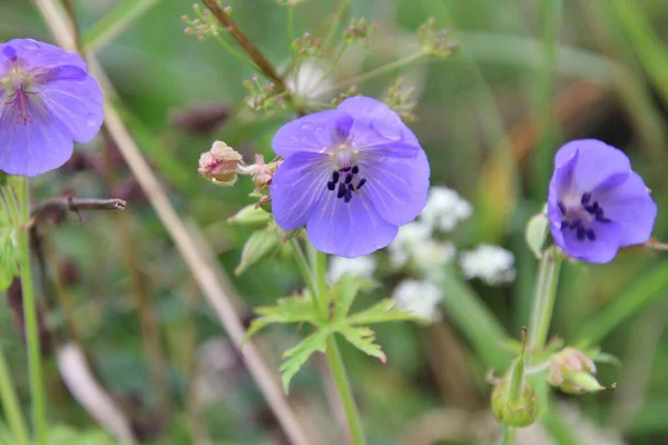 Eine Nahaufnahme Von Blauen Geranien Wiesenblumen Auf Einem Feld Auf — Stockfoto
