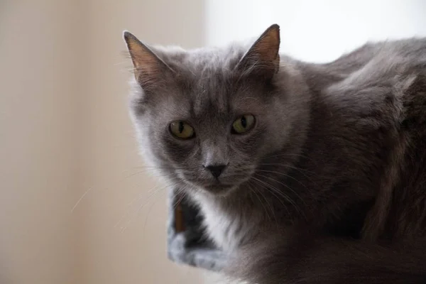 Зблизька Милий Пухнастий Картузіанський Кіт — стокове фото