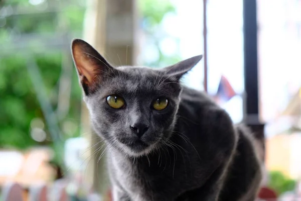 Ένα Κοντινό Πλάνο Μιας Γκρίζας Γάτας Korat Πράσινα Μάτια Πάνω — Φωτογραφία Αρχείου
