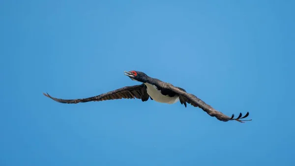 Närbild Guanay Cormorant Phalacrocorax Bougainvillii Ballestasöarna Peru — Stockfoto