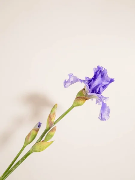 Ένα Κάθετο Πλάνο Ενός Όμορφου Μωβ Γερμανική Ίριδα Iris Germanica — Φωτογραφία Αρχείου