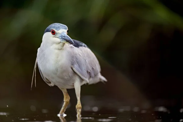 Pássaro Heron Noite Coroado Preto Empoleirado — Fotografia de Stock