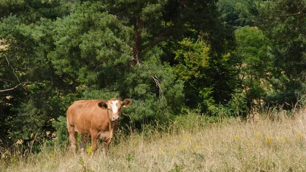 Krásná Hnědá Kráva Pasoucí Poli Pšenice — Stock fotografie