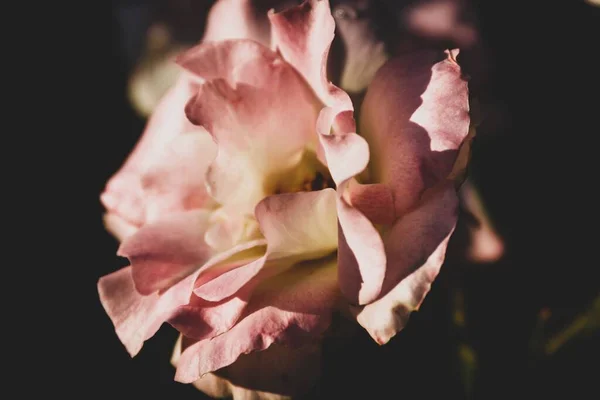 Closeup Pink Rose Dark Blurred Background — Stock Photo, Image