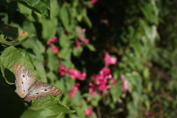 Selektywne Ujęcie Ostrości Brązowego Motyla Nakrapianego Zielonej Roślinie — Zdjęcie stockowe