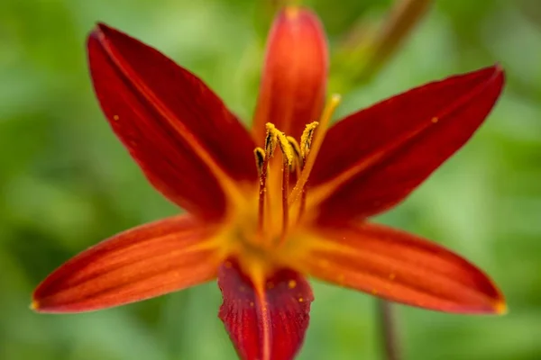 Zbliżenie Ujęcie Lilii Kwiat — Zdjęcie stockowe