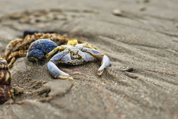 一只死螃蟹躺在沙滩上 — 图库照片