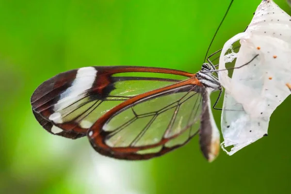 Макро Знімок Красивого Скляного Метелика Рослині — стокове фото