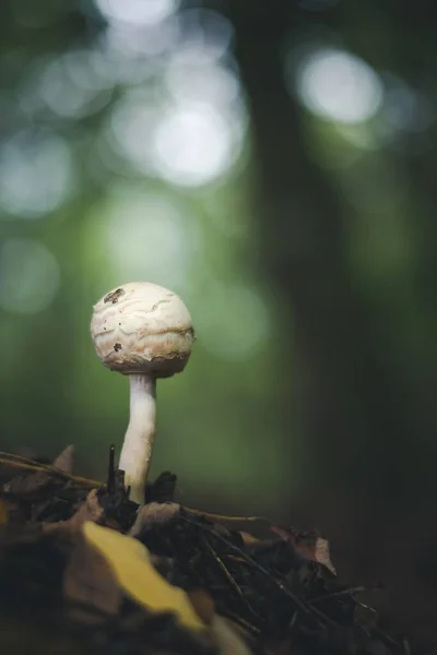 Ένα Κοντινό Πλάνο Ενός Μικρού Μανιταριού Που Φυτρώνει Ένα Δάσος — Φωτογραφία Αρχείου