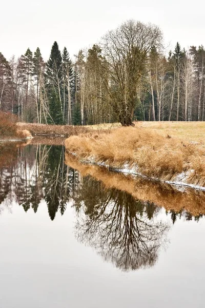 Pionowe Ujęcie Rzeki Płynącej Lesie Zimą — Zdjęcie stockowe