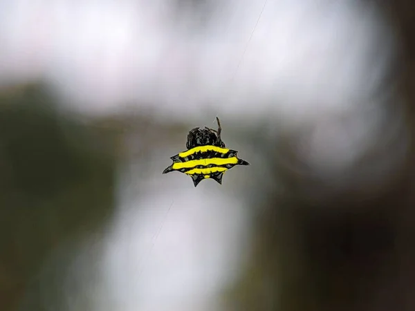 クローズアップショットの明るいGasteracansa Doriaeクモ織りそのクモの巣 — ストック写真