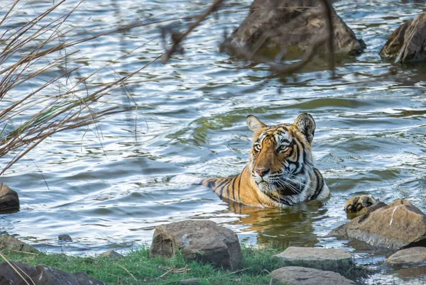 Stor Tiger Flyr Dig Värme För Dagen — Stockfoto