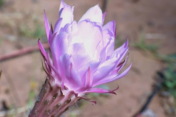 Gros Plan Une Fleur Cactus Lis Pâques — Photo