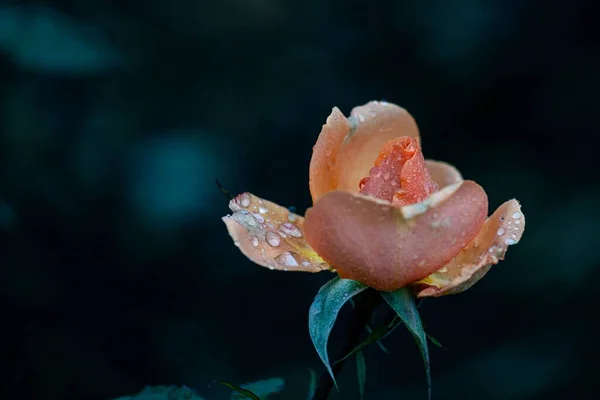 一朵淡淡的粉红玫瑰的特写 水滴与深色模糊的背景隔离在一起 — 图库照片