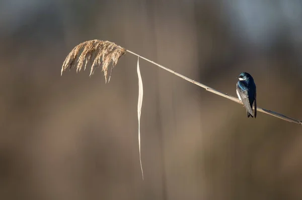 Bulanık Arka Plandaki Buğdaya Konmuş Mavi Bir Ağaç Kırlangıcı — Stok fotoğraf