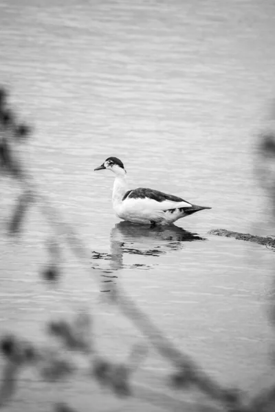 一只野鸭在水里游泳时的垂直灰度镜头 — 图库照片