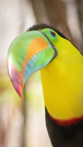 Крупный План Тукана Птичьем Заповеднике Колумбии — стоковое фото