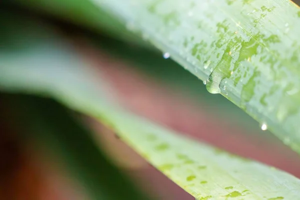 湿ったStrelitzia Nicolaiのマクロショットは葉の上に残します — ストック写真