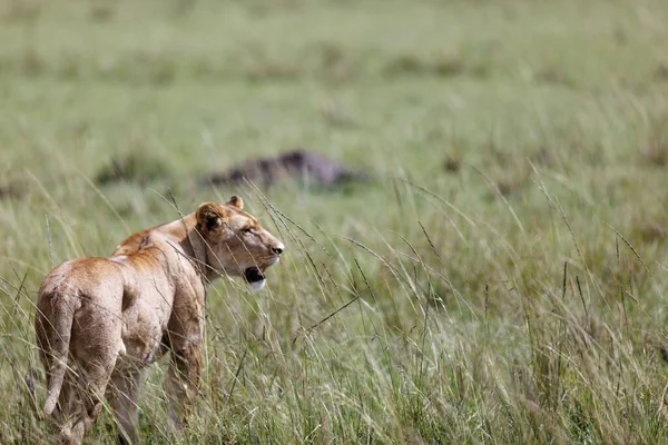 Uma Leoa Caminhando Rugindo Grama Masai Mara Quênia — Fotografia de Stock