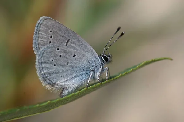 小さな青い蝶の選択的フォーカスショット Cupido — ストック写真