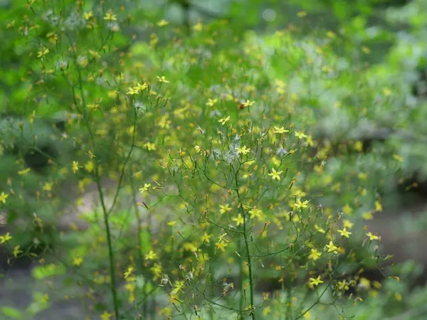 Mały Żółty Dzikie Kwiaty Letnim Lesie — Zdjęcie stockowe