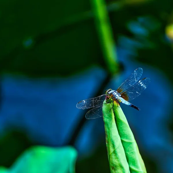 Ένα Κοντινό Πλάνο Του Dragonfly Πράσινα Φύλλα Φυτών — Φωτογραφία Αρχείου