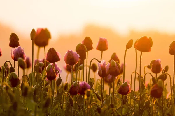 Pink Poppy Field Calm Dreamy Sunlight — Stock Photo, Image