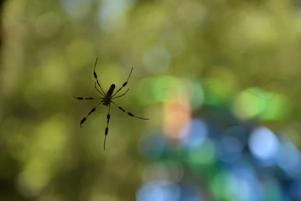 Detailní Záběr Strašidelného Pavouka Proti Rozmazanému Pozadí Světly Bokeh — Stock fotografie