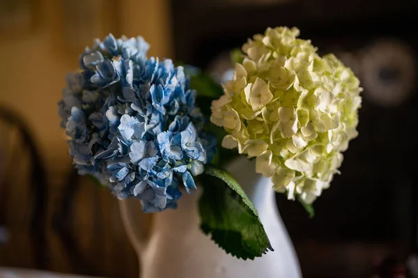 Eine Blaue Und Eine Weiße Bigleaf Hortensie Blühen Einer Vase — Stockfoto