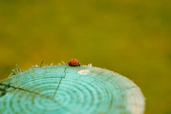 瓢虫在青翠的背景上走在蓝色的木头上 — 图库照片
