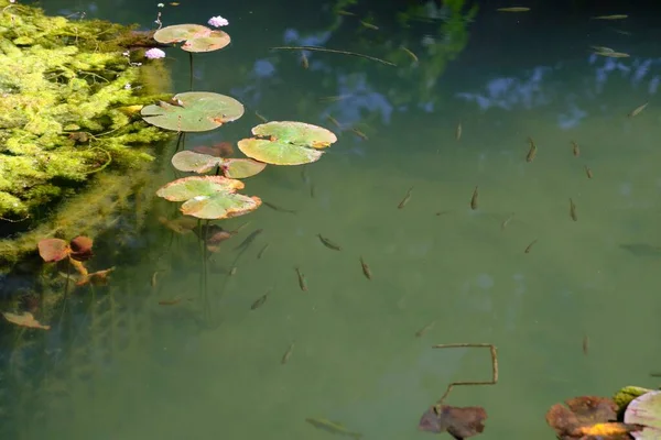 Den Lilla Fisken Dammen Den Botaniska Trädgården Augsburg Tyskland — Stockfoto