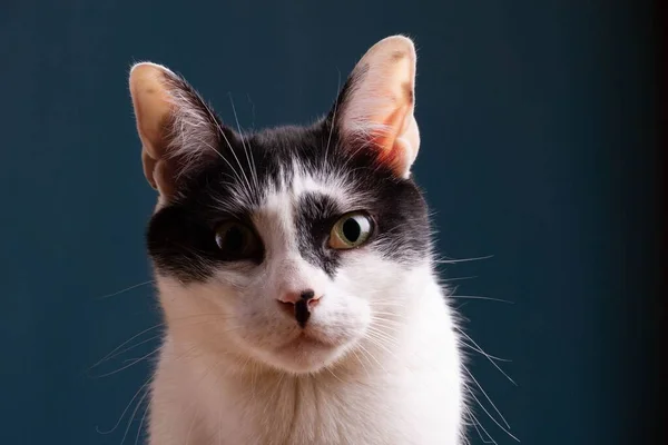 Retrato Lindo Gato Shorthair Europeo Esponjoso Sobre Fondo Verde Oscuro — Foto de Stock