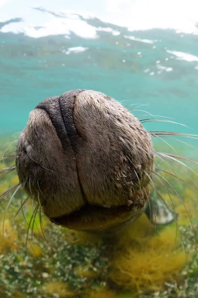 Śmieszny Lew Morski Pod Oceanem — Zdjęcie stockowe