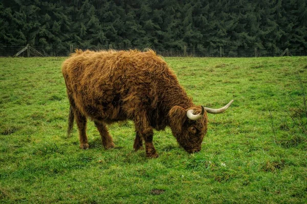 Una Vaca Montañesa Cuernos Largos Toro Pastando Campo — Foto de Stock